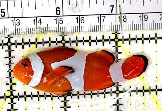 True Percula Clownfish TPC070402 WYSIWYG Size: M 2.75"