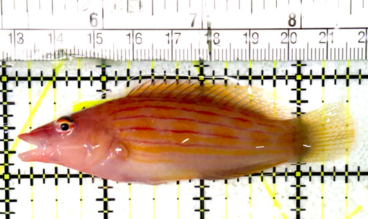 Eightline Wrasse EW070401 WYSIWYG Size: SHOW 3.5" approx
