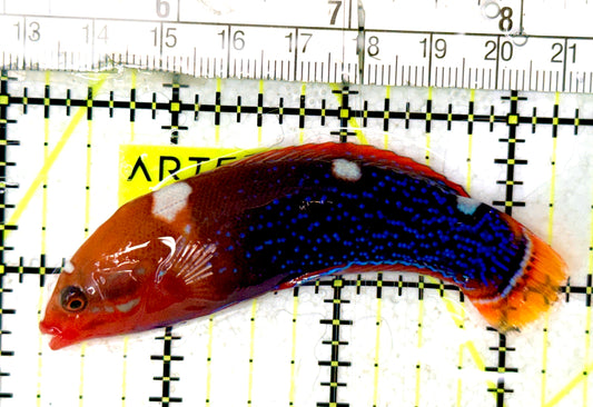 African Red Clown Coris Wrasse Adult ARCCWA070401 WYSIWYG Size: S 3.5" approx