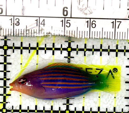 Six Line Wrasse (Indo) SLWI070401 WYSIWYG Size: L 1.75" approx