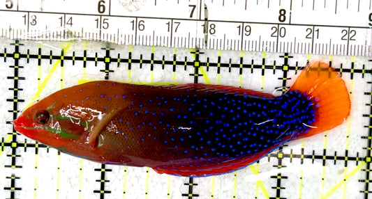 African Red Clown Coris Wrasse Adult ARCCWA070402 WYSIWYG Size: S 3.75" approx