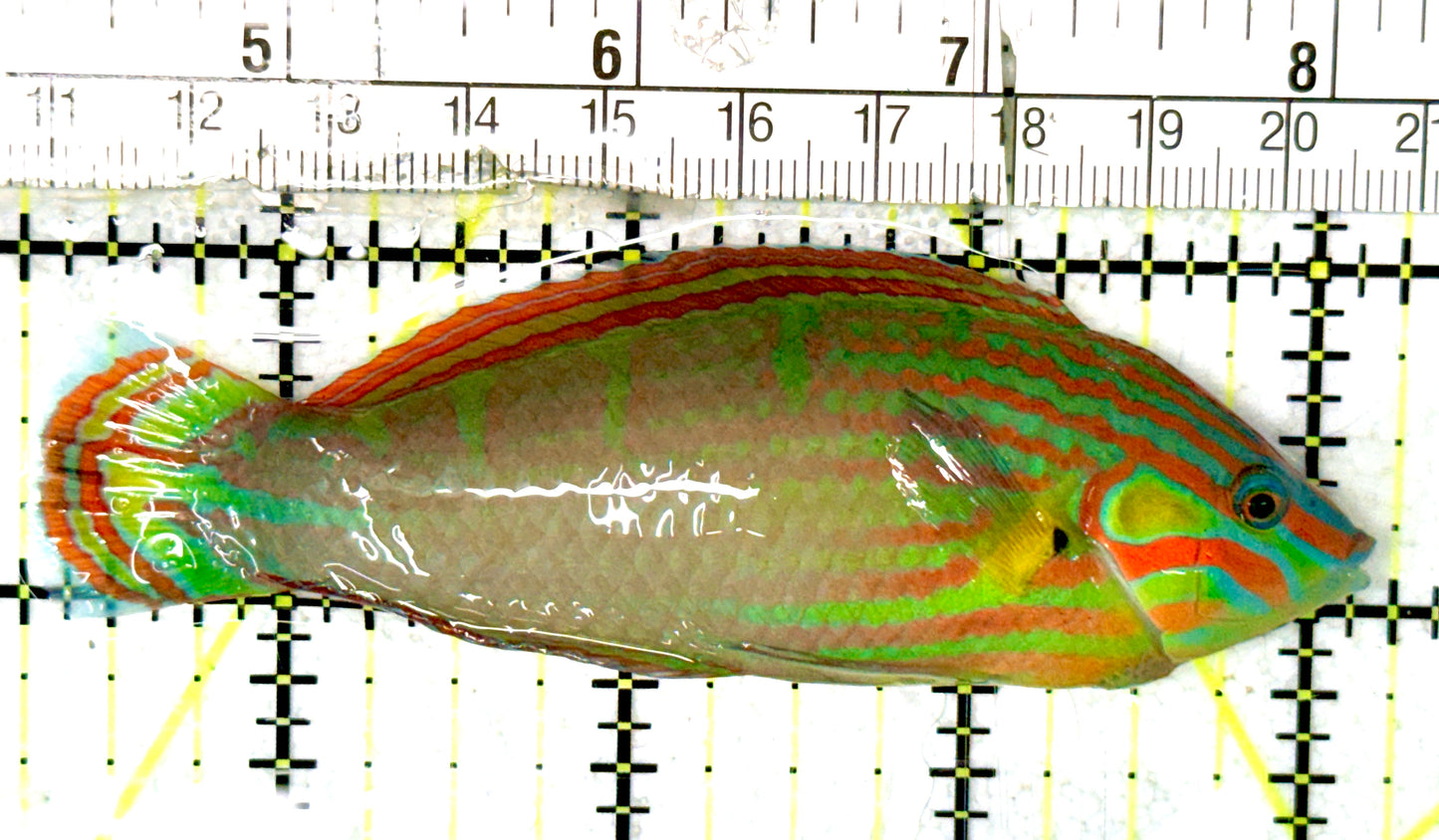 Melanurus Wrasse MW070501 WYSIWYG Size: XL 4" approx