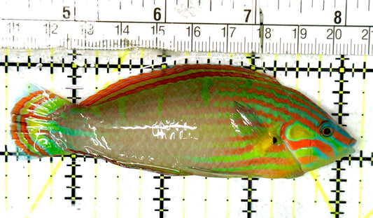 Melanurus Wrasse MW070501 WYSIWYG Size: XL 4" approx