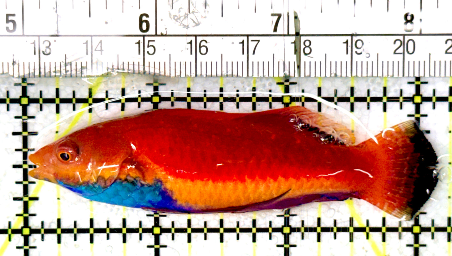 Sailfin Fairy Wrasse SFW070401 WYSIWYG Size: SHOW 3.25" approx