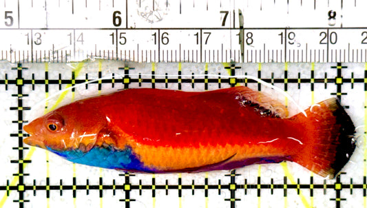 Sailfin Fairy Wrasse SFW070401 WYSIWYG Size: SHOW 3.25" approx