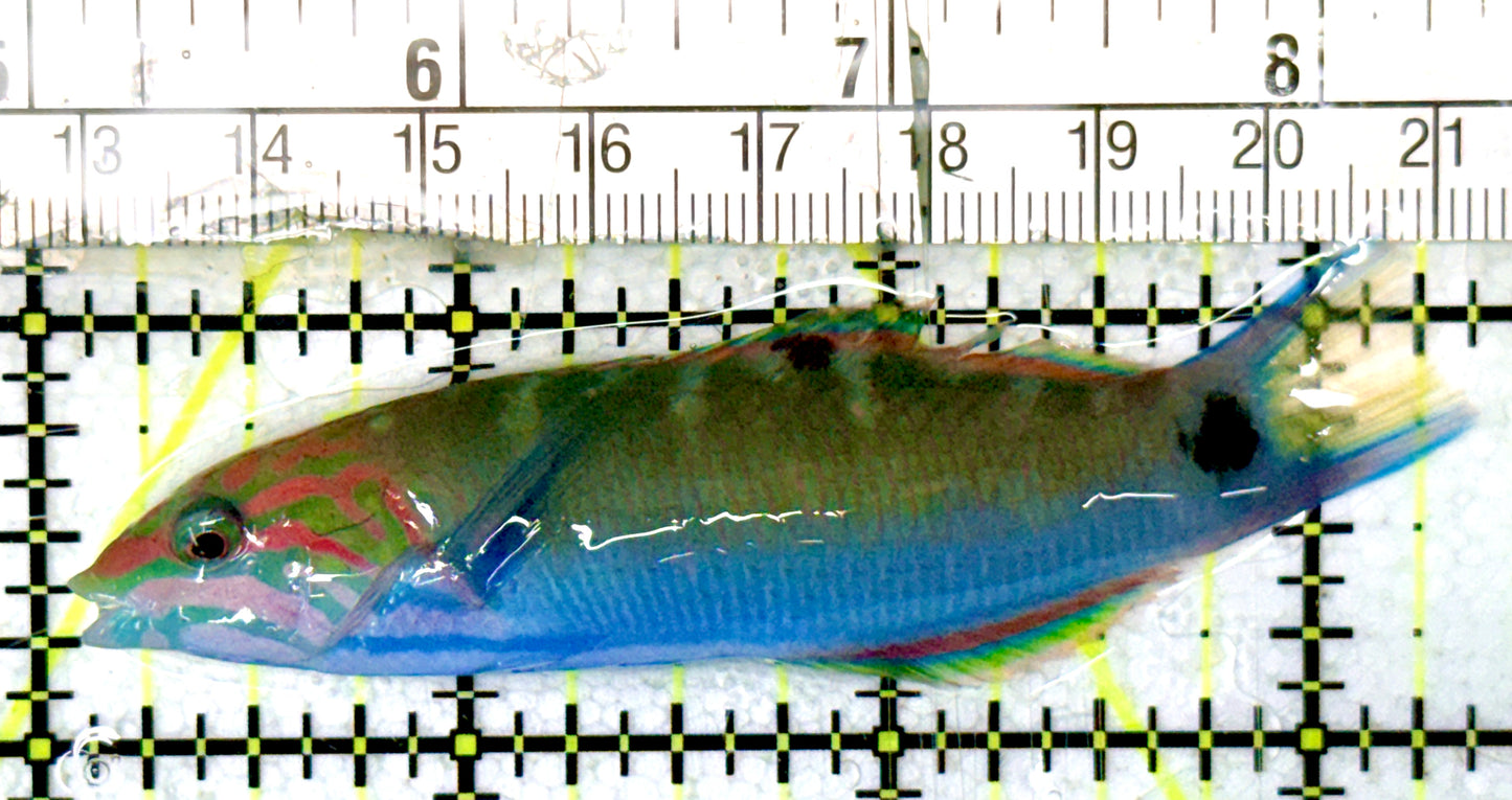 Lunare Wrasse LW070501 WYSIWYG Size: ML 3.25" approx