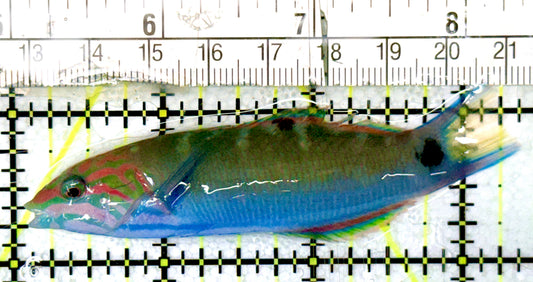 Lunare Wrasse LW070501 WYSIWYG Size: ML 3.25" approx