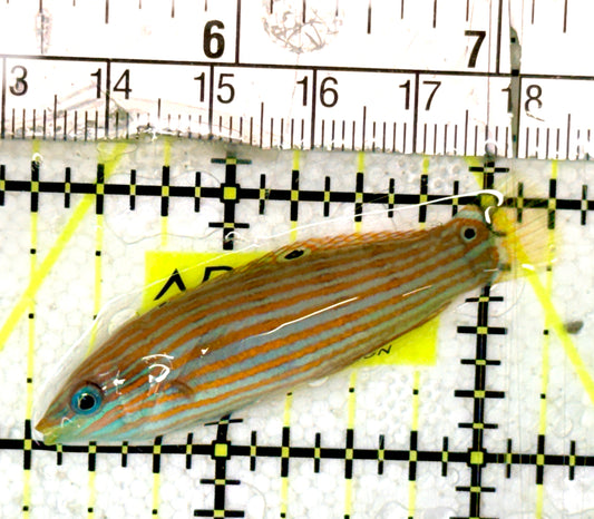 Melanurus Wrasse MW070401 WYSIWYG Size: M 2" approx