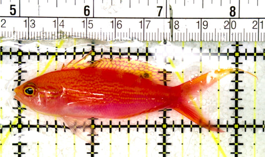 Red Saddled Anthias RSA070502 WYSIWYG Size: L 3.25" approx