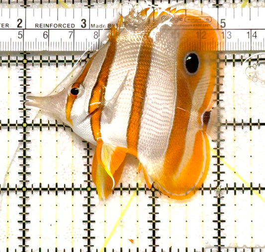 Copperband Butterflyfish CB100504 Size: L 3.25" approx