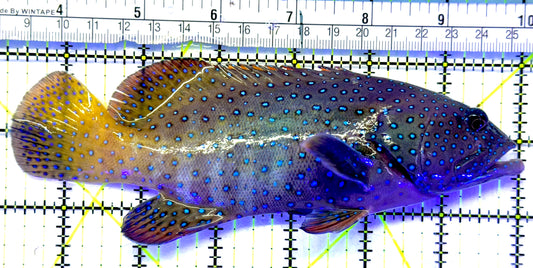 Argus Grouper AG071901 WYSIWYG Size: XL 6.75" approx