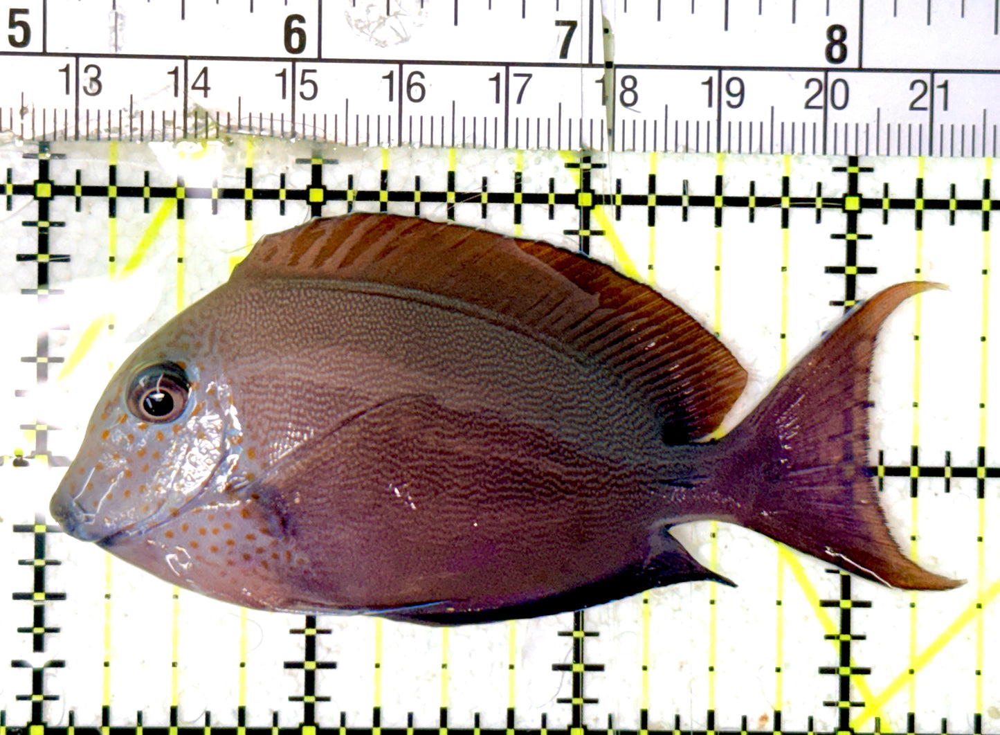 Lavender Tang LT070402 WYSIWYG Size: M 3.5" approx