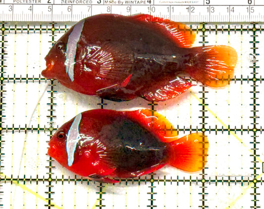 Cinnamon Clownfish Bonded Pair CCBP100601 WYSIWYG Size(Show Female 4" & Small Male S 3"): Show  approx