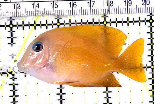 Bluelip Bristletooth Juvenile BBJ070401 WYSIWYG Size: M 2.75" approx