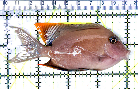 Flame Fin Tomini Tang FFTT070301 WYSIWYG Size: L  4" approx