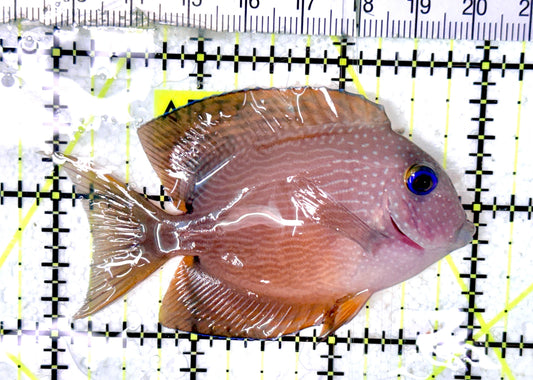 Blue Eye Kole Tang BEKT070302 WYSIWYG Size: M 3" approx