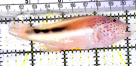Foster's Hawkfish FH070301 WYSIWYG Size: XL 3.75"approx