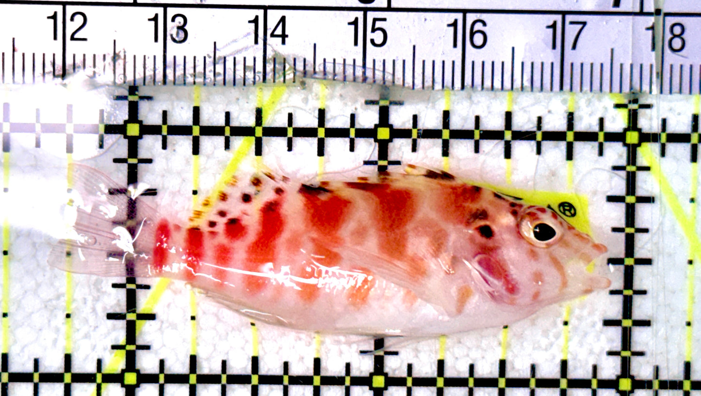 Falco Hawkfish FH070301 WYSIWYG Size: M 2.25" approx