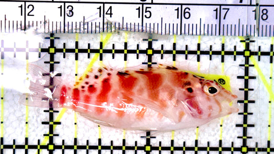 Falco Hawkfish FH070301 WYSIWYG Size: M 2.25" approx