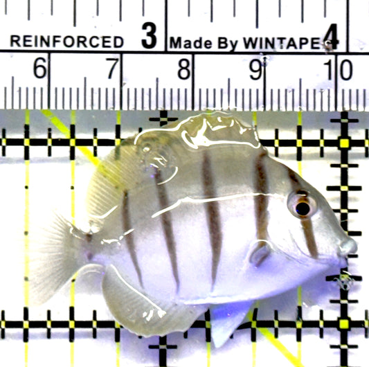 Convict Tang CT071901 WYSIWYG Size: S 2" approx