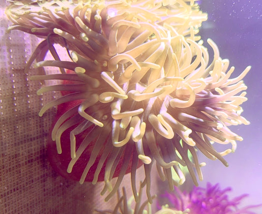 Long Tentacle Anemone LTA093001 WYSIWYG Size XL: 10" and Above