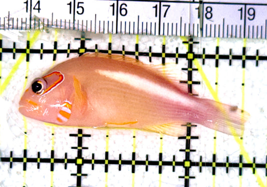 Arc-Eye Hawkfish AEH070301 WYSIWYG Size: L 2" approx