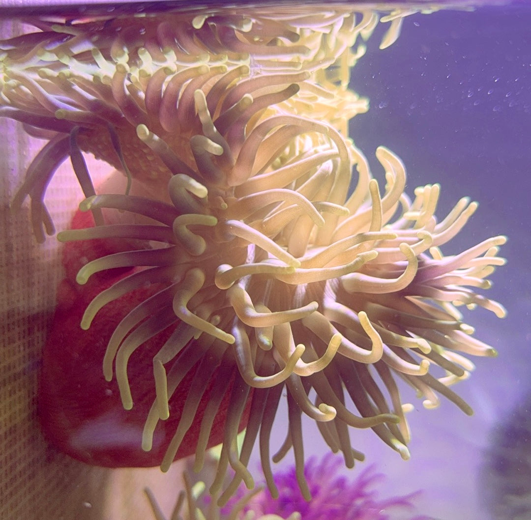 Long Tentacle Anemone LTA093001 WYSIWYG Size XL: 10" and Above