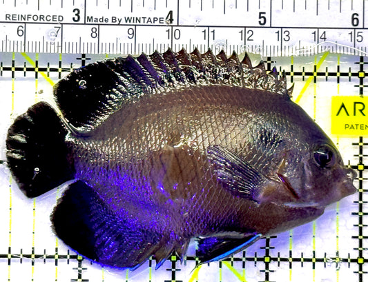 Blue Fin Angelfish (Maldives) BFA071901 WYSIWYG Size: XL 3.75" approx