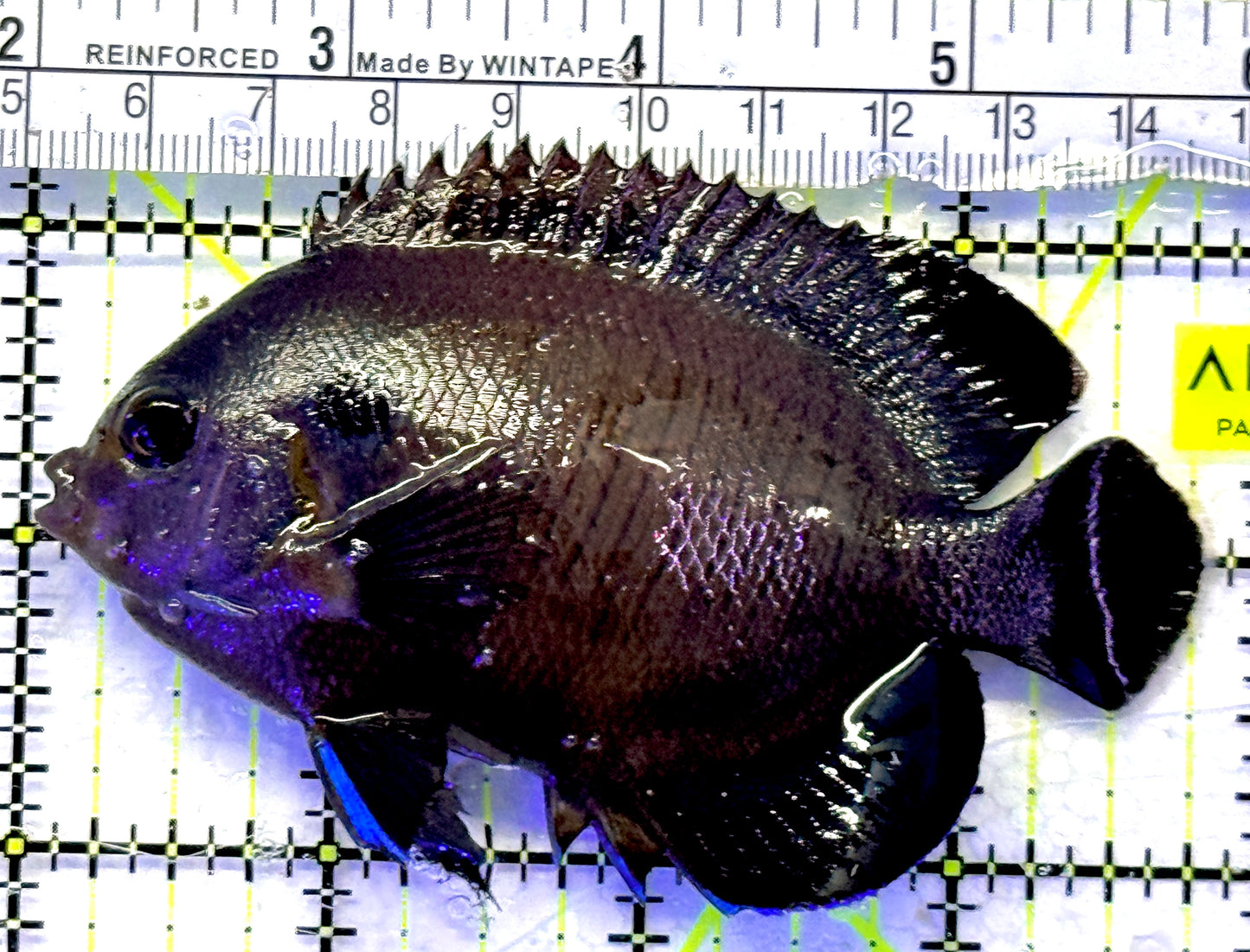 Blue Fin Angelfish (Maldives) BFA071901 WYSIWYG Size: XL 3.75" approx