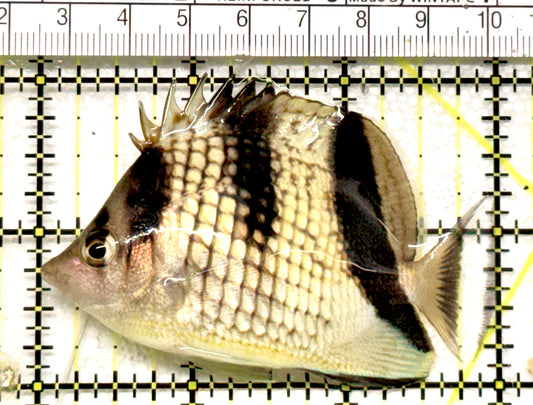 Black Pearlscale Butterflyfish BPB100502 WYSIWYG Size: 3" approx