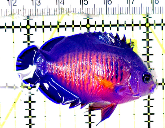 Coral Beauty Angelfish CBA070301 WYSIWYG Size: ML 2.25" approx