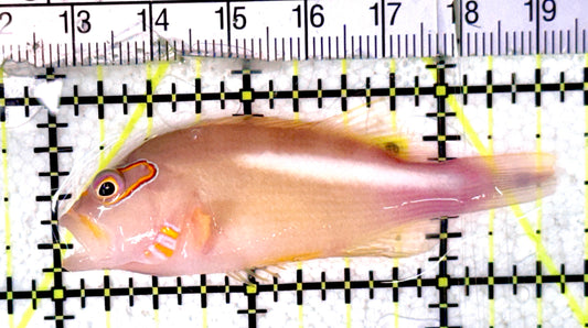 Arc-Eye Hawkfish AEH070302 WYSIWYG Size: L 2.5" approx
