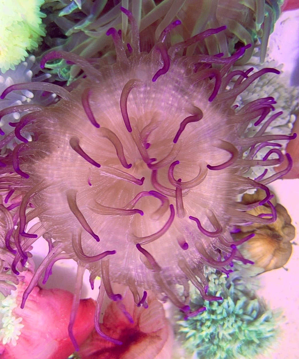 Purple Long Tentacle Anemone PLTA093001 WYSIWYG Size: L 5" to 6"