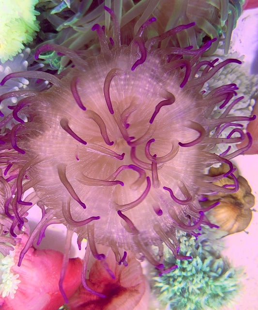Purple Long Tentacle Anemone PLTA093001 WYSIWYG Size: L 5" to 6"