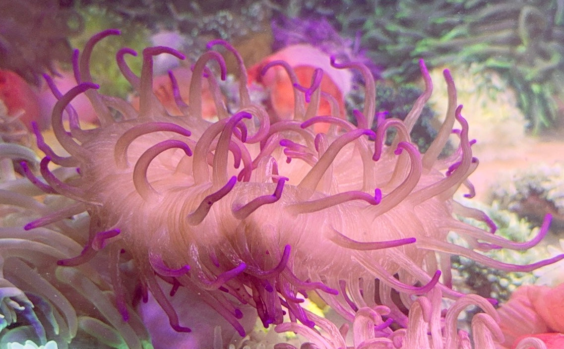 Purple Long Tentacle Anemone PLTA093001 WYSIWYG Size: L 5" to 6"