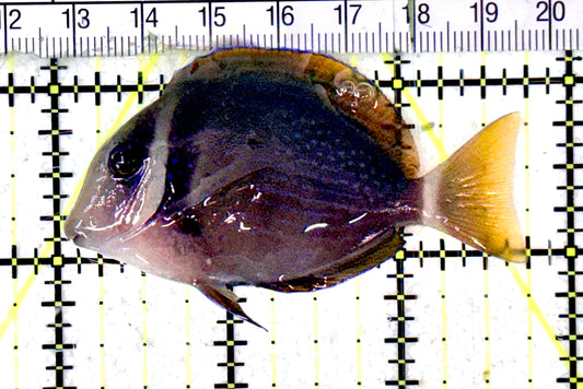 Rare Cebu Vibrant Whitebar Surgeonfish RCVWS070302 WYSIWYG Size: ML 2.75" appox