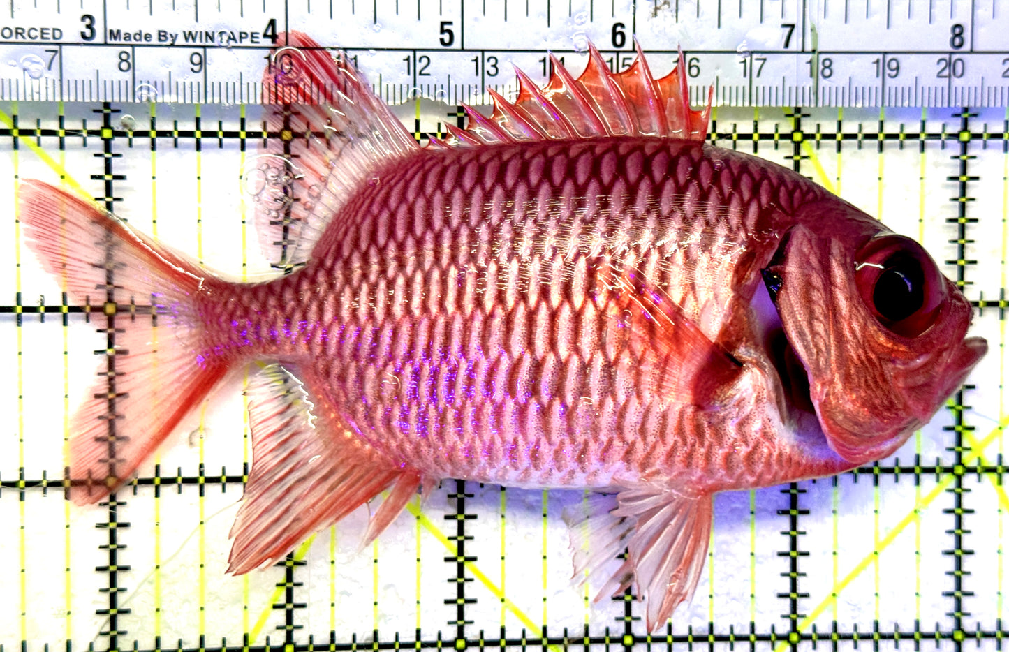 Red Soldier Fish RSF071901 WYSIWYG Size: XL 5.5" approx