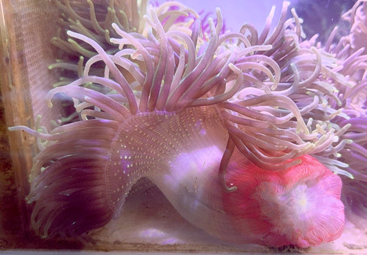 Long Tentacle Anemone LTA093002 WYSIWYG Size XL: 9" to 11"