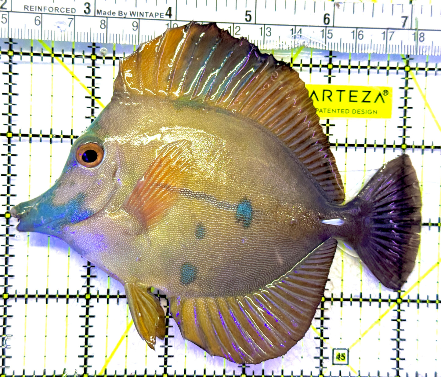 Rare Koi Scopas Tang RKST071902 WYSIWYG Size: XXL 5.25" approx