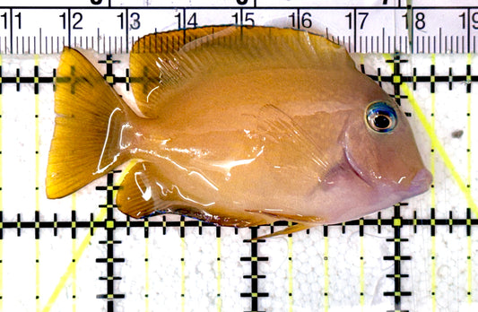 Bluelip Bristletooth Juvenile BBJ070402 WYSIWYG Size: M 2.75" approx