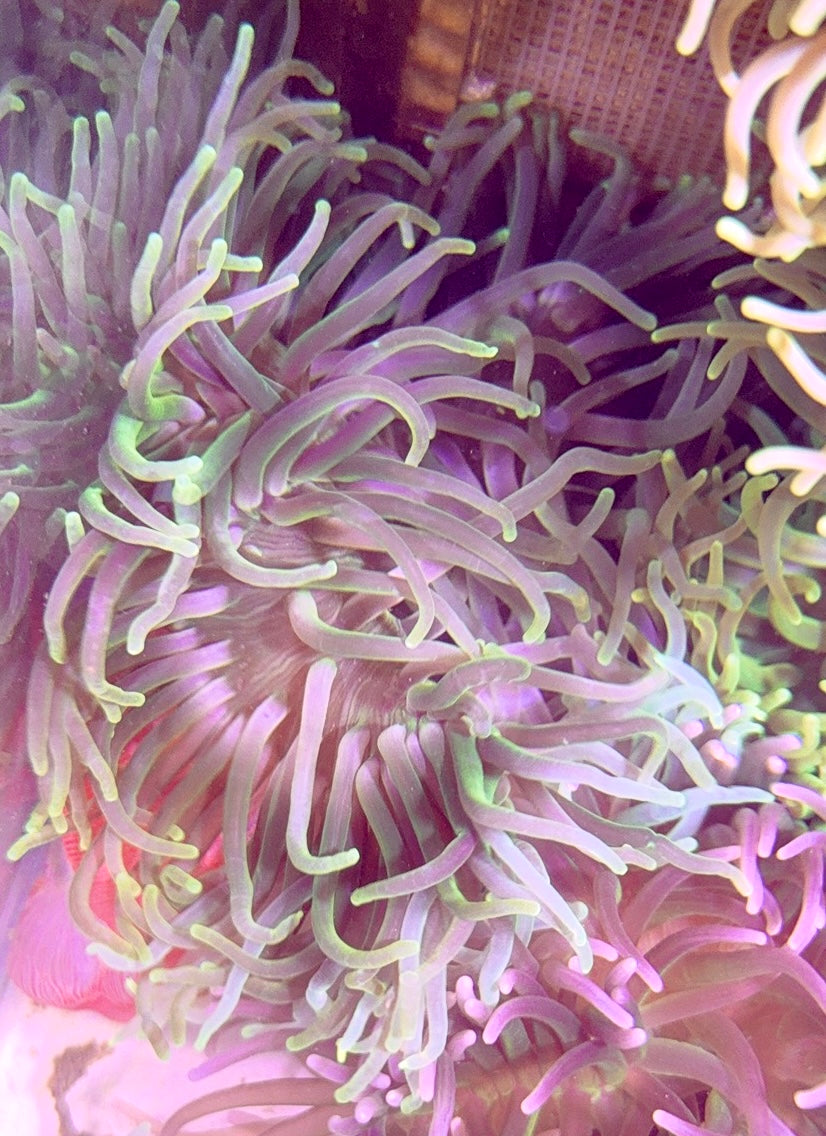 Long Tentacle Anemone LTA093002 WYSIWYG Size XL: 9" to 11"
