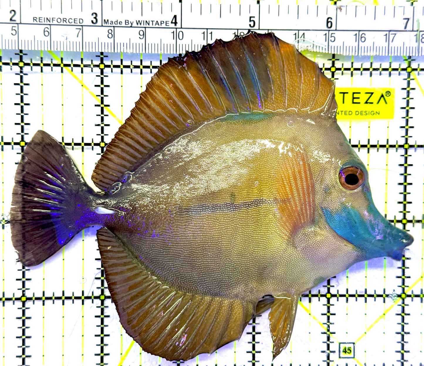 Rare Koi Scopas Tang RKST071902 WYSIWYG Size: XXL 5.25" approx