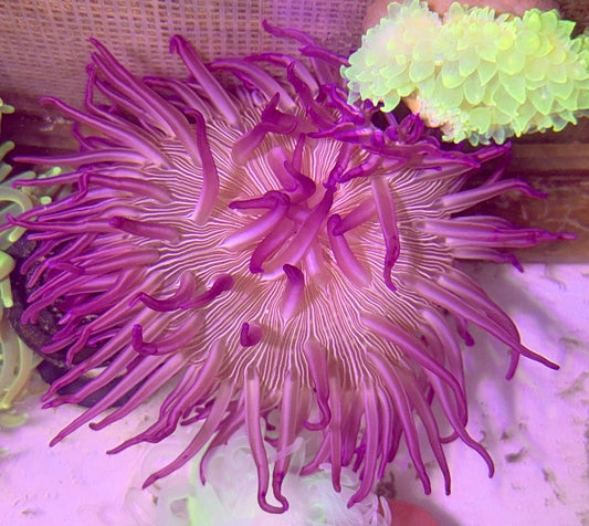 Purple Peppermint Long Tentacle Anemone PPLTA100101 WYSIWYG Size : L 7" to 9"