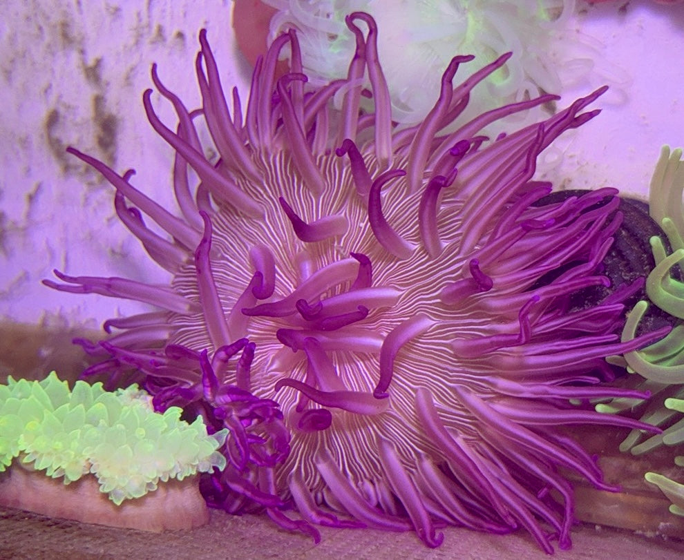 Purple Peppermint Long Tentacle Anemone PPLTA100101 WYSIWYG Size : L 7" to 9"