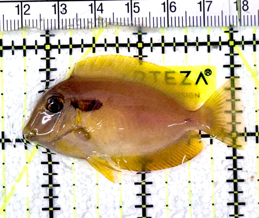 Orange Shoulder Tang Juvenile  OSTJ070301 WYSIWYG Size: S 2.25" approx