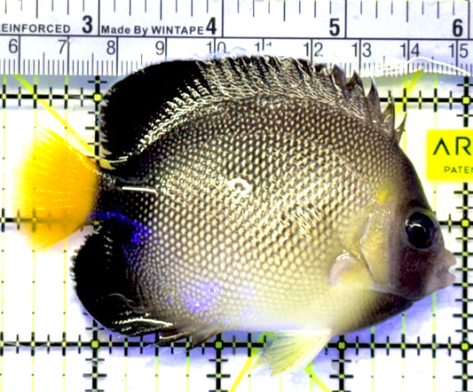 Cream Angelfish CA071901 WYSIWYG Size: ML 3.5" approx
