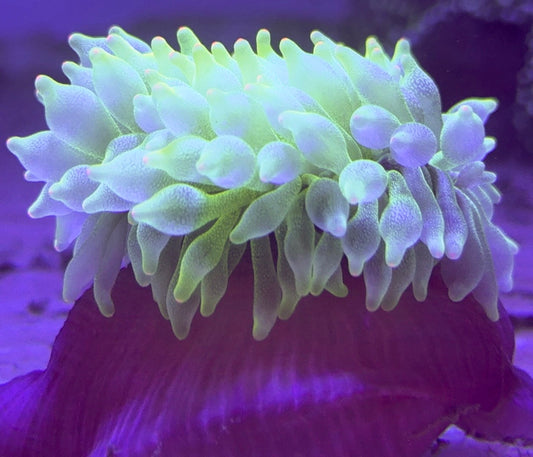 Green Bubble Tip Anemone Orange Base GBTAOB093001 WYSIWYG Size: L 4' to 5"