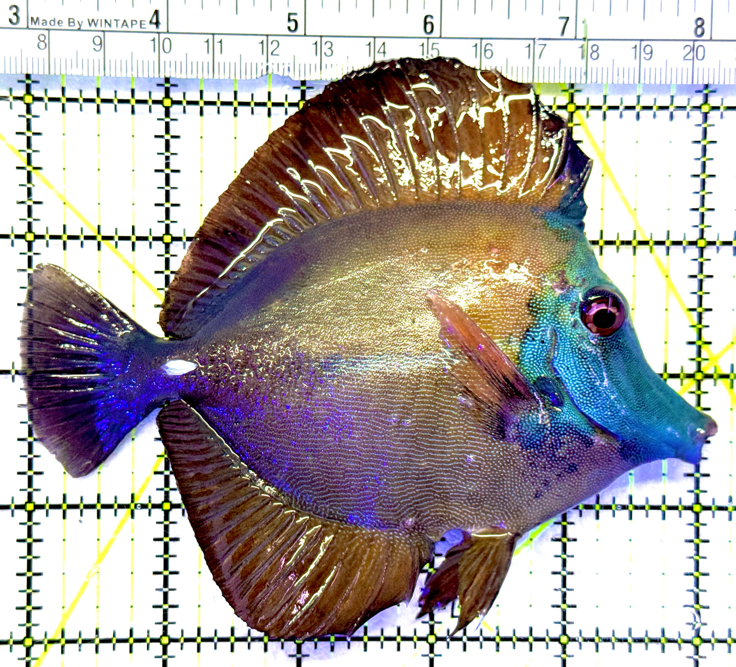 Rare Koi Scopas Tang RKST071903 WYSIWYG Size: XXL/SHOW 5" approx