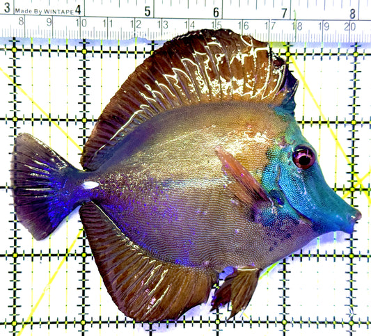 Rare Koi Scopas Tang RKST071903 WYSIWYG Size: XXL 5" approx