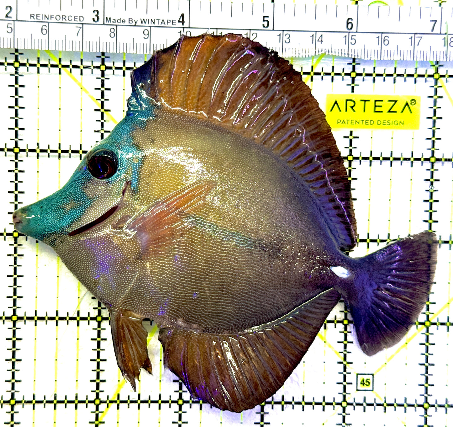 Rare Koi Scopas Tang RKST071903 WYSIWYG Size: XXL/SHOW 5" approx